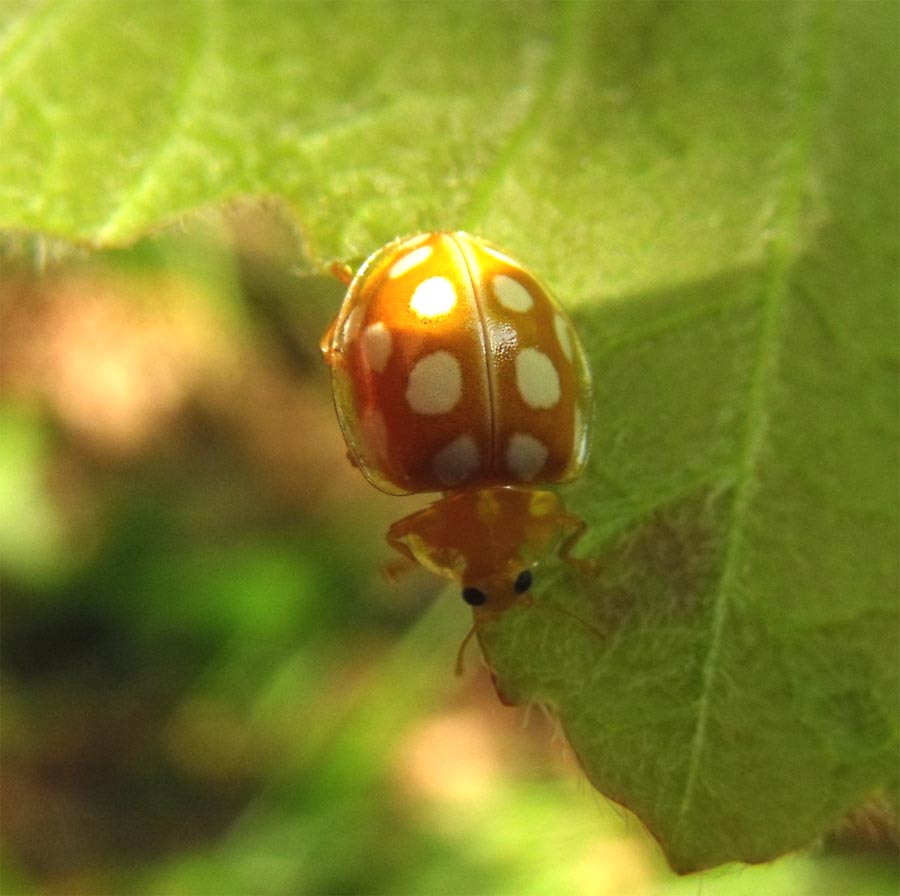 Coccinella da ID